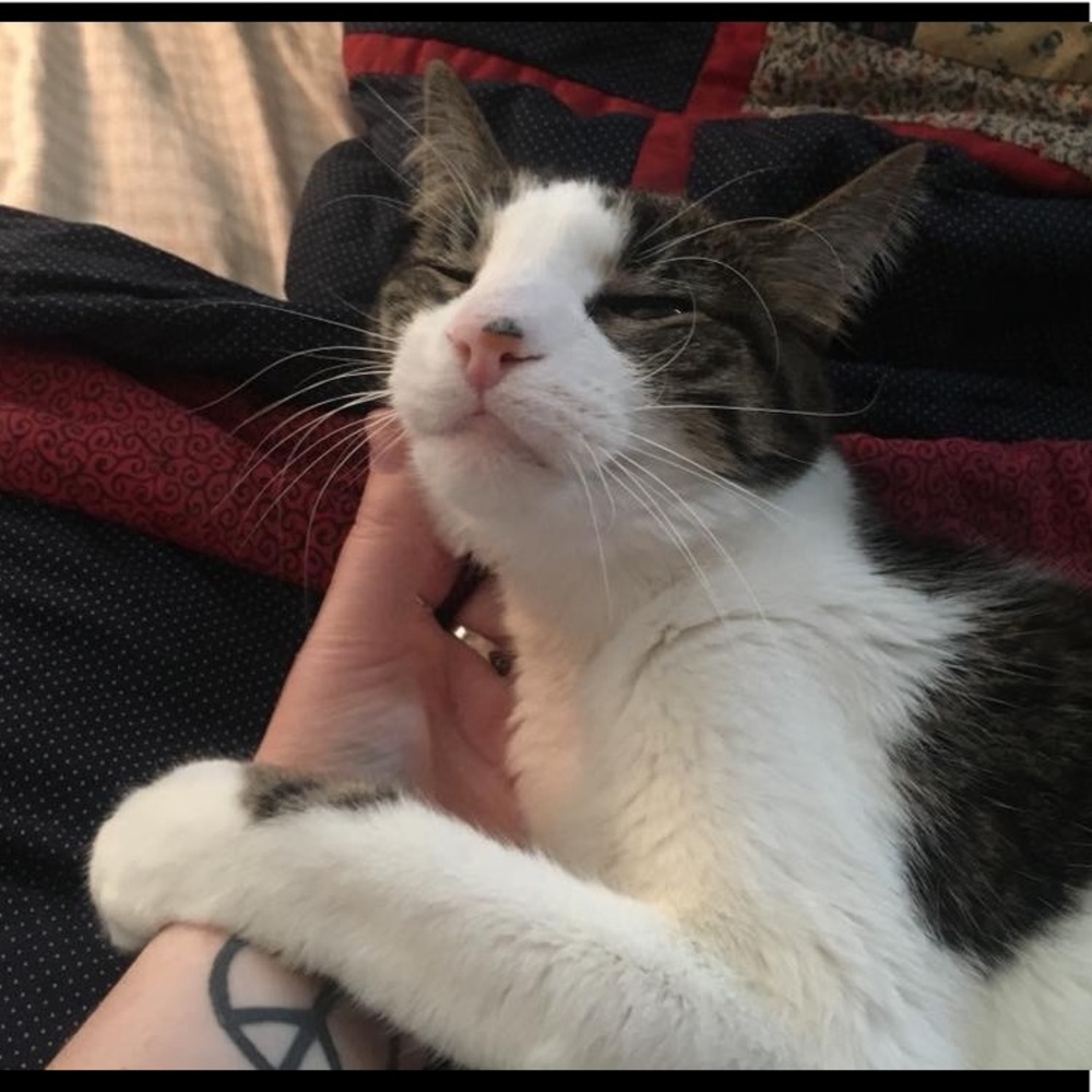 RIP 🐱 Frodo Baggins 😸 - Picture 8 of 8